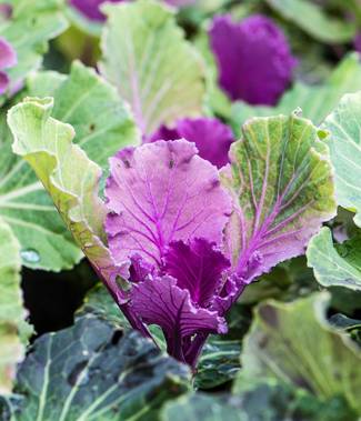 How does your garden grow, Charles Munro?
